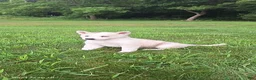 Mixed Breed dogs for sale: Cali - Ad 3