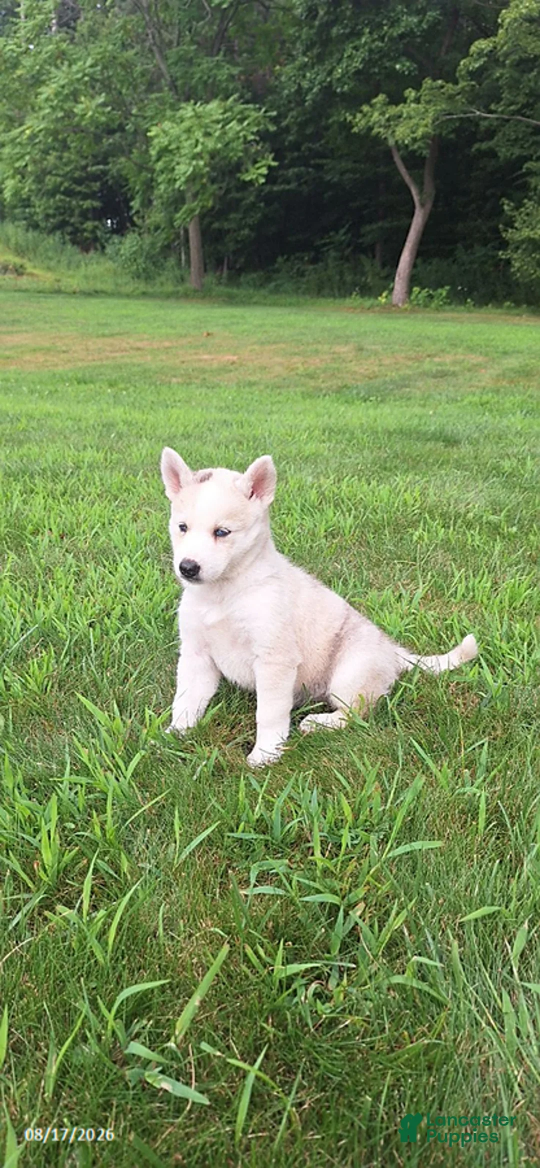 Mixed Breed dogs for sale: Cali - Ad 3