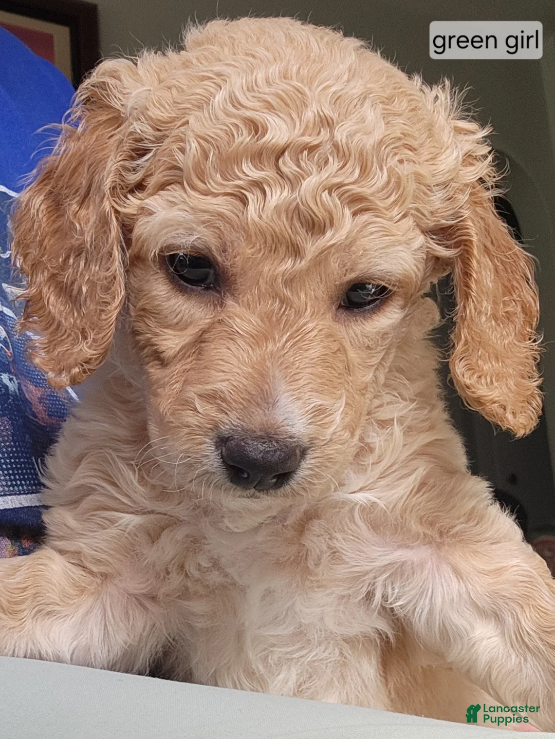 Goldendoodle dogs for sale: Goldendoodle Puppy green girl - Ad 1