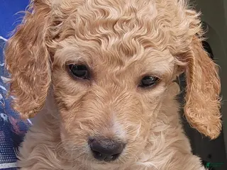 Goldendoodle dogs Goldendoodle Puppy green girl - Ad 13