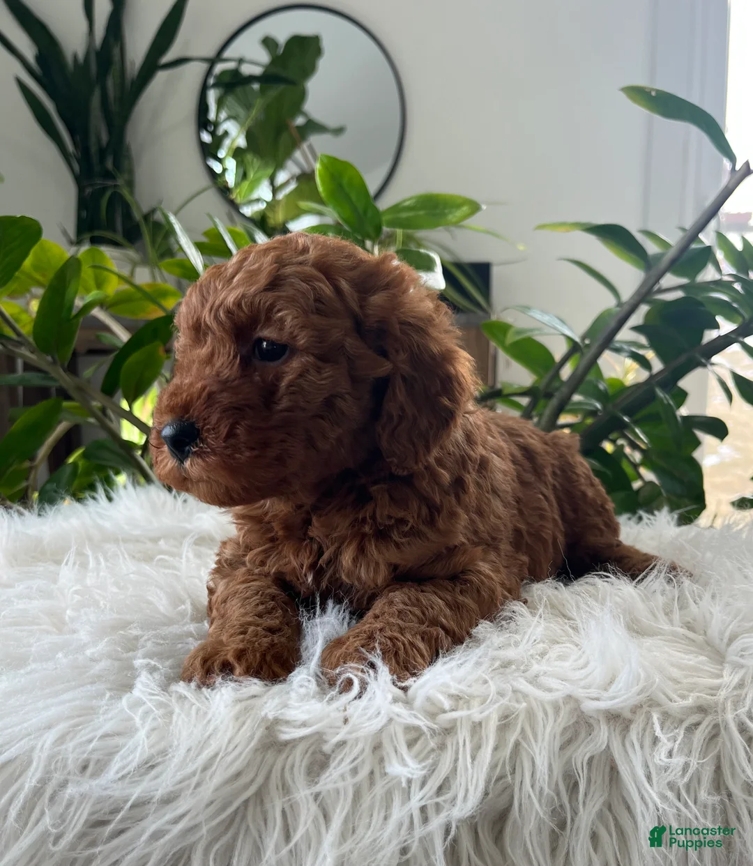 Mini Goldendoodle dogs for sale: Evelyn  - Ad 3