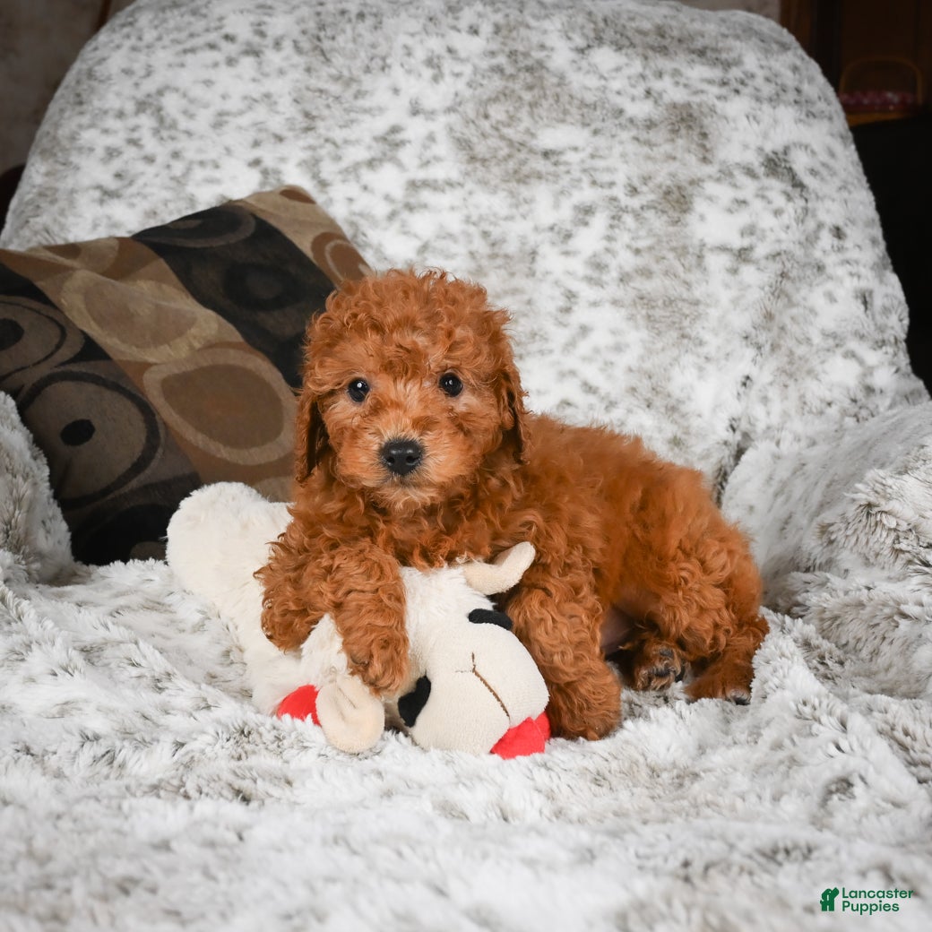 Cavapoo dogs Carl - Ad 25