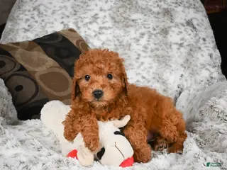 Cavapoo dogs Carl - Ad 25