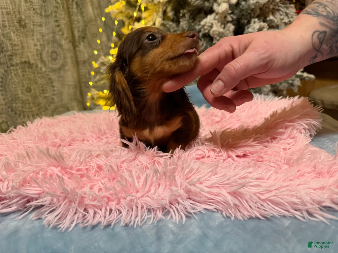 Miniature Dachshund dogs for sale: AKC Russian pra clear - Ad 81