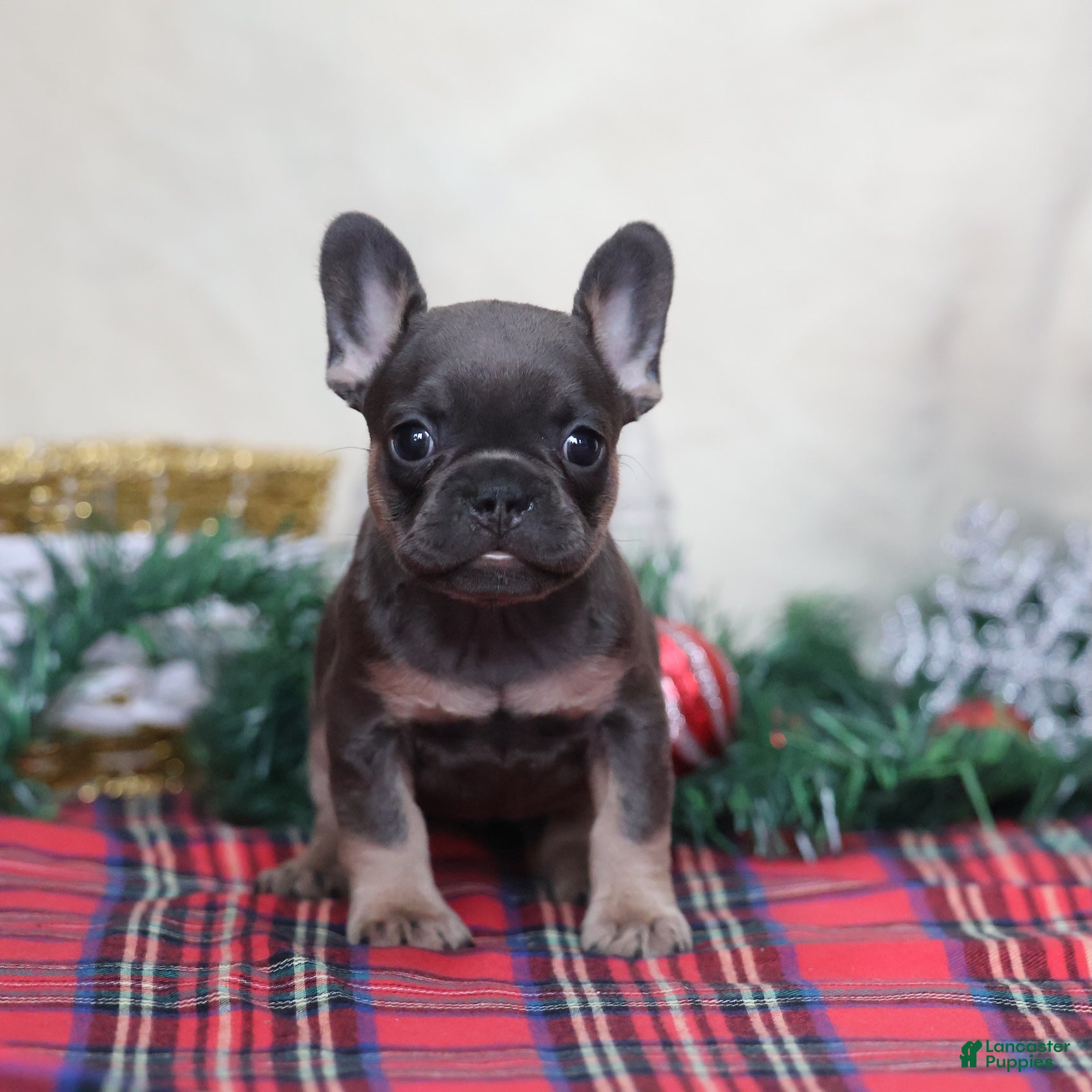 French Bulldog dogs Angel - Ad 29