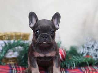 French Bulldog dogs for sale: Angel - Ad 3