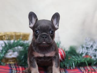 French Bulldog dogs for sale: Angel - Ad 2