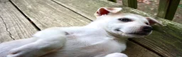 Pitsky dogs for sale: Pitsky 3 - Ad 4