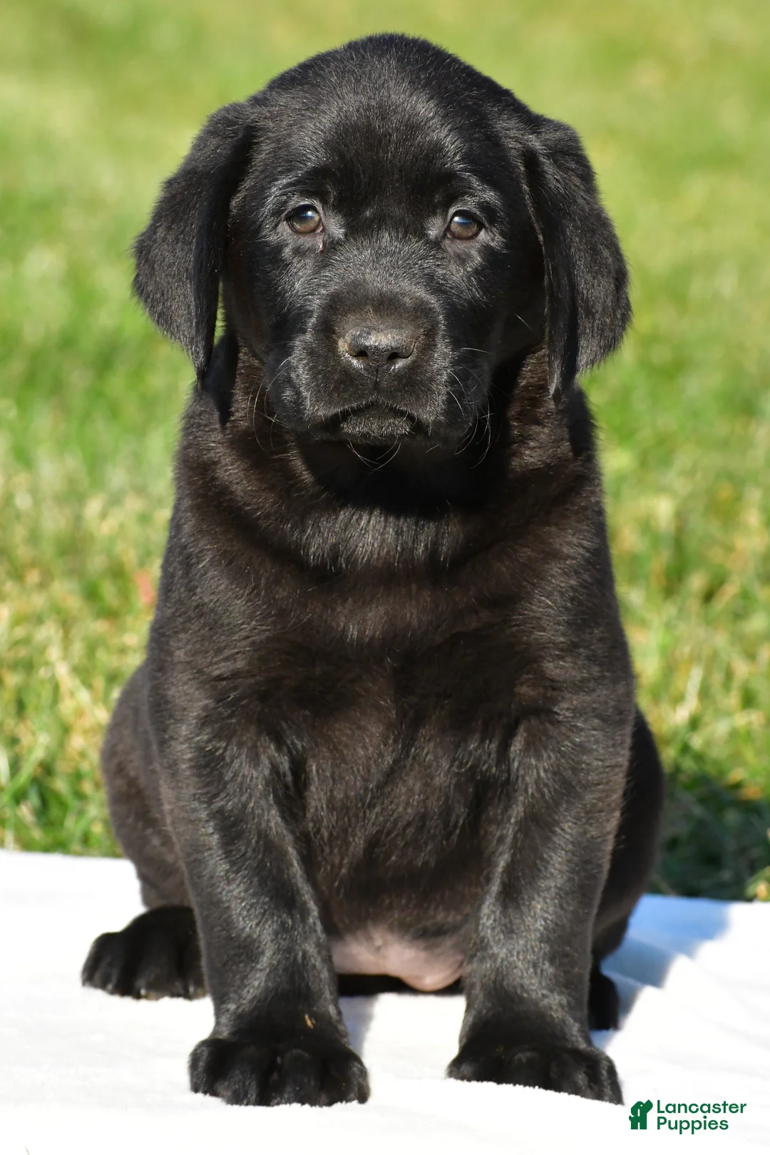 Labrador Retriever dogs for sale: Lexi - Ad 1