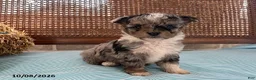 Mini Aussiedoodle dogs for sale: Dexter - Ad 4