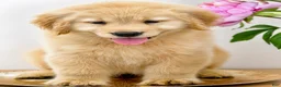 Golden Retriever dogs for sale: Golden Retriever 1 - Ad 4