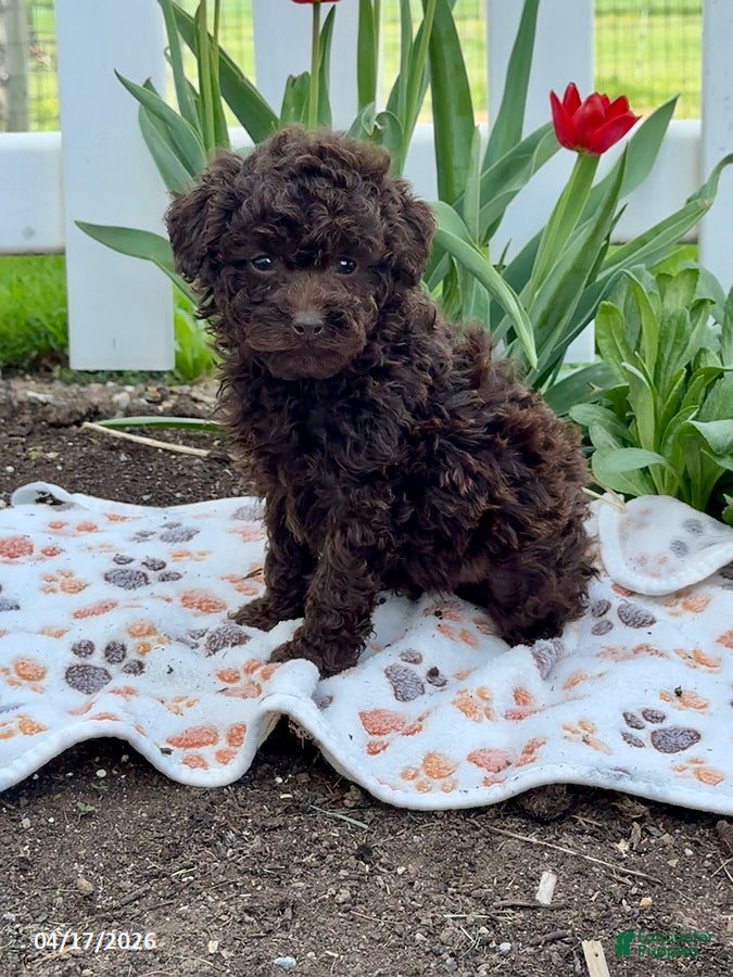 Miniature Poodle dogs Bruno - Ad 1
