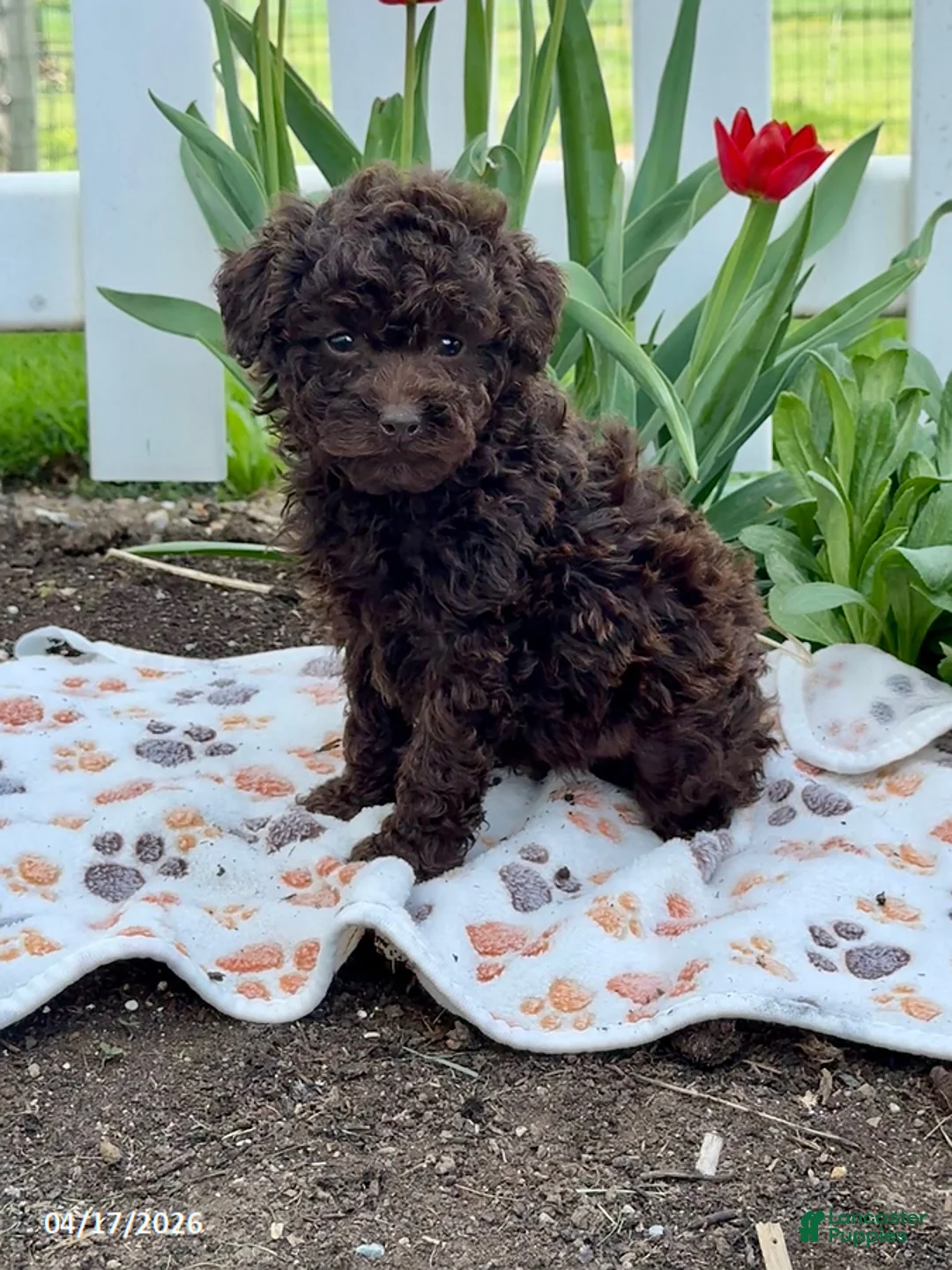 Miniature Poodle dogs for sale: Bruno - Ad 1
