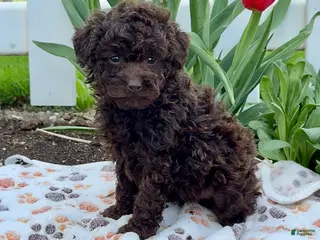 Miniature Poodle dogs for sale: Bruno - Ad 3