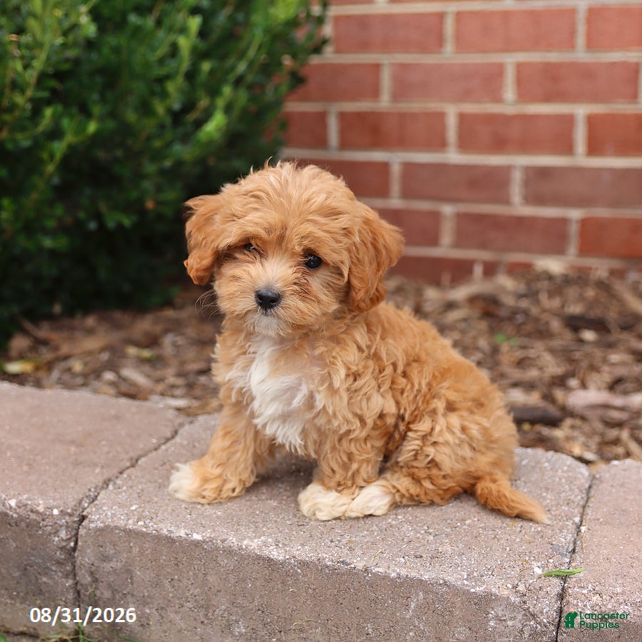Maltipoo dogs Nicki - Ad 2
