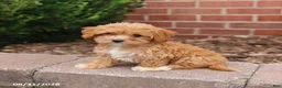 Maltipoo dogs for sale: Nicki - Ad 2