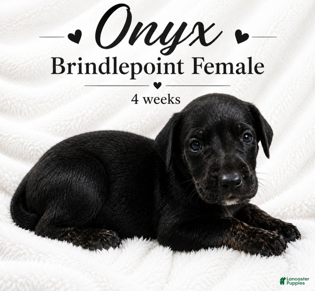 Great Dane dogs Onxy - Ad 26