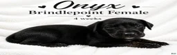 Great Dane dogs for sale: Onxy - Ad 5