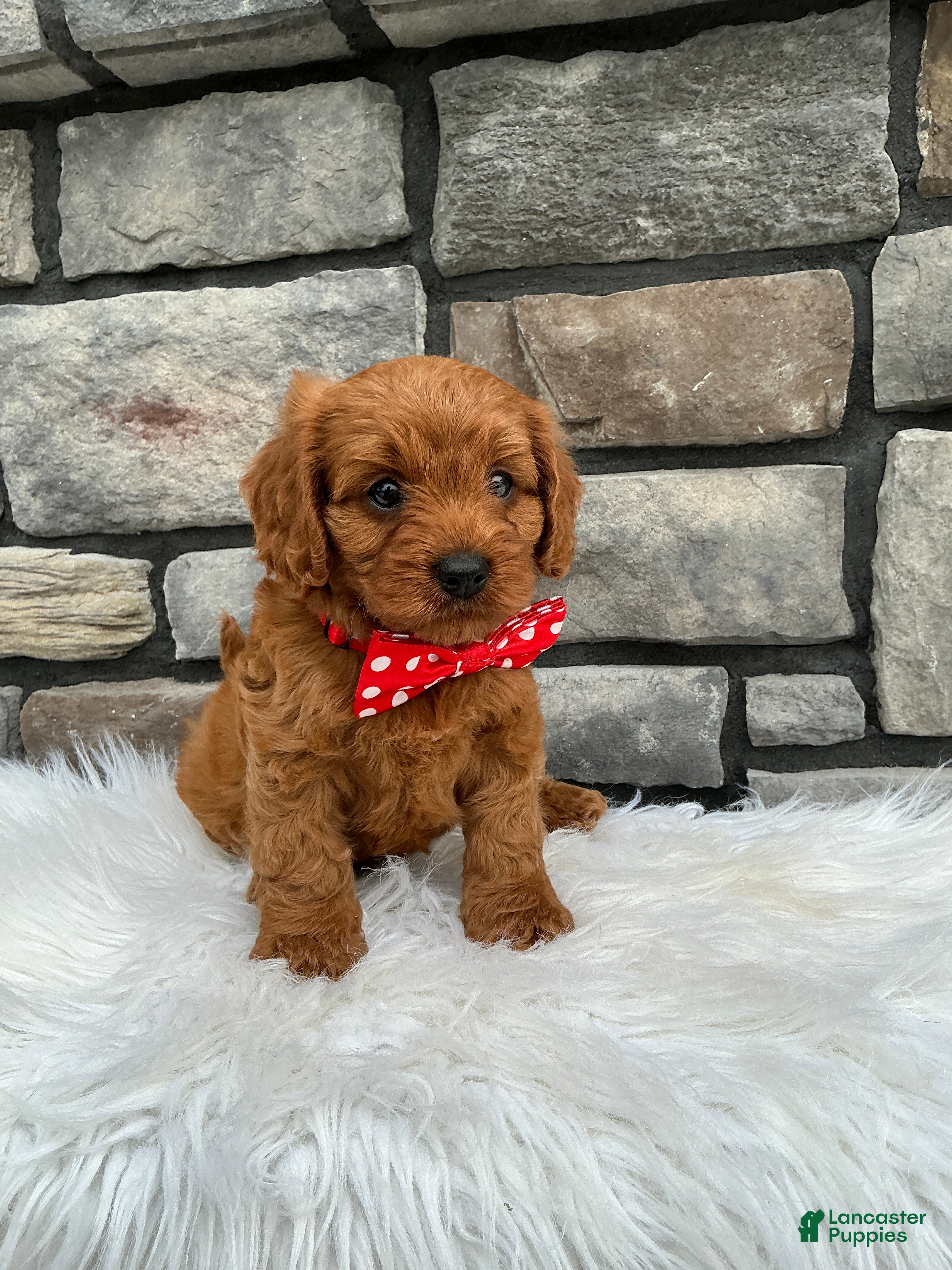 Cavapoo dogs Millie - Ad 2