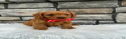 Cavapoo dogs for sale: Millie - Ad 2