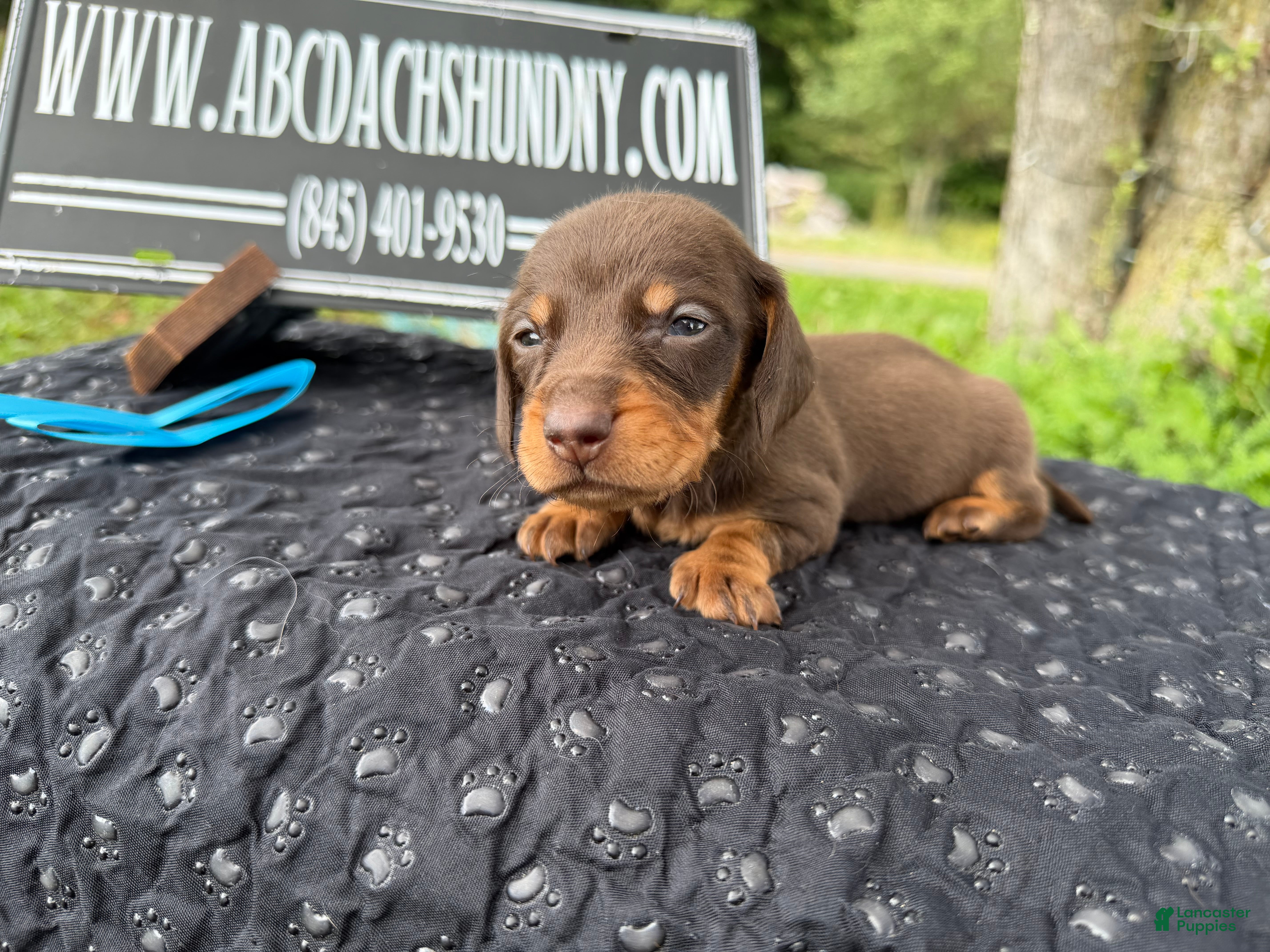 Miniature Dachshund dogs Champion Bred AKC import smooth - Ad 13