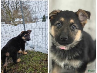 German Shepherd dogs German Shepherd Puppy 4 - Ad 35