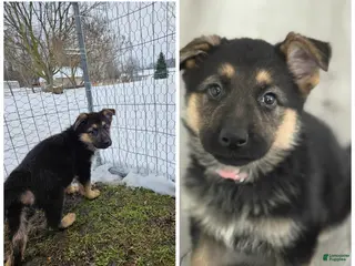 German Shepherd dogs German Shepherd Puppy 4 - Ad 14