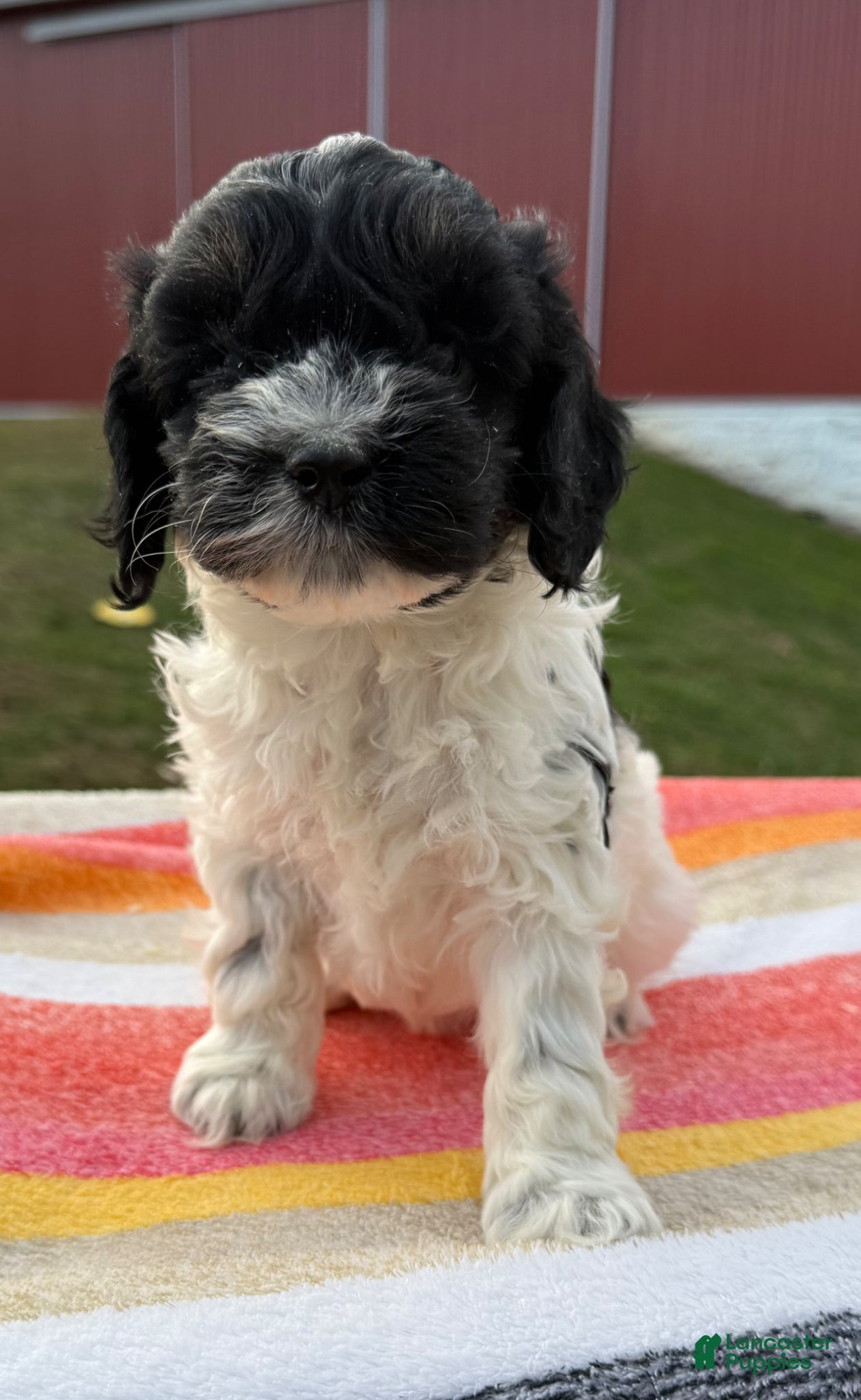 Cockapoo dogs Cockapoo Puppy 4 - Ad 33