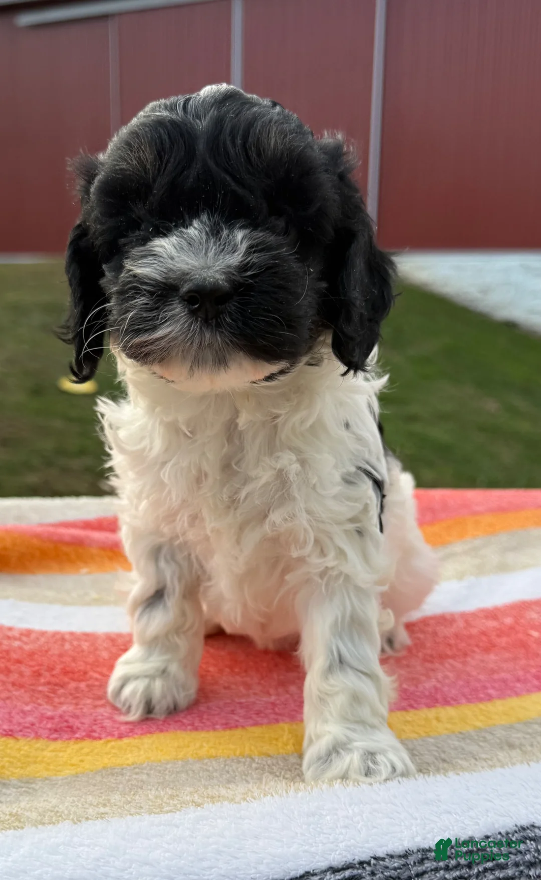 Cockapoo dogs for sale: Cockapoo Puppy 4 - Ad 1