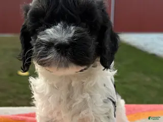 Cockapoo dogs Cockapoo Puppy 4 - Ad 33