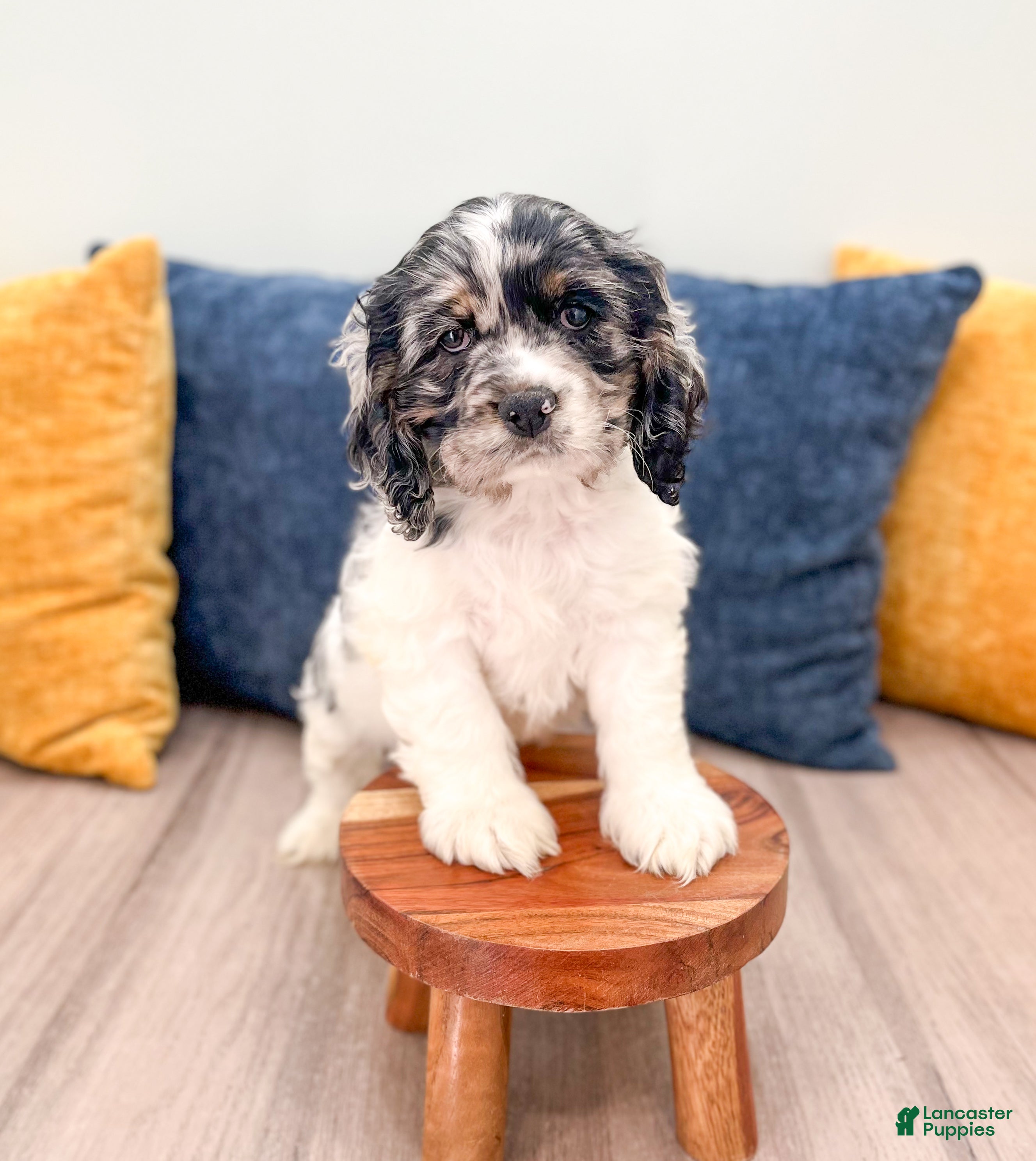 Cocker Spaniel dogs Cash - Ad 3