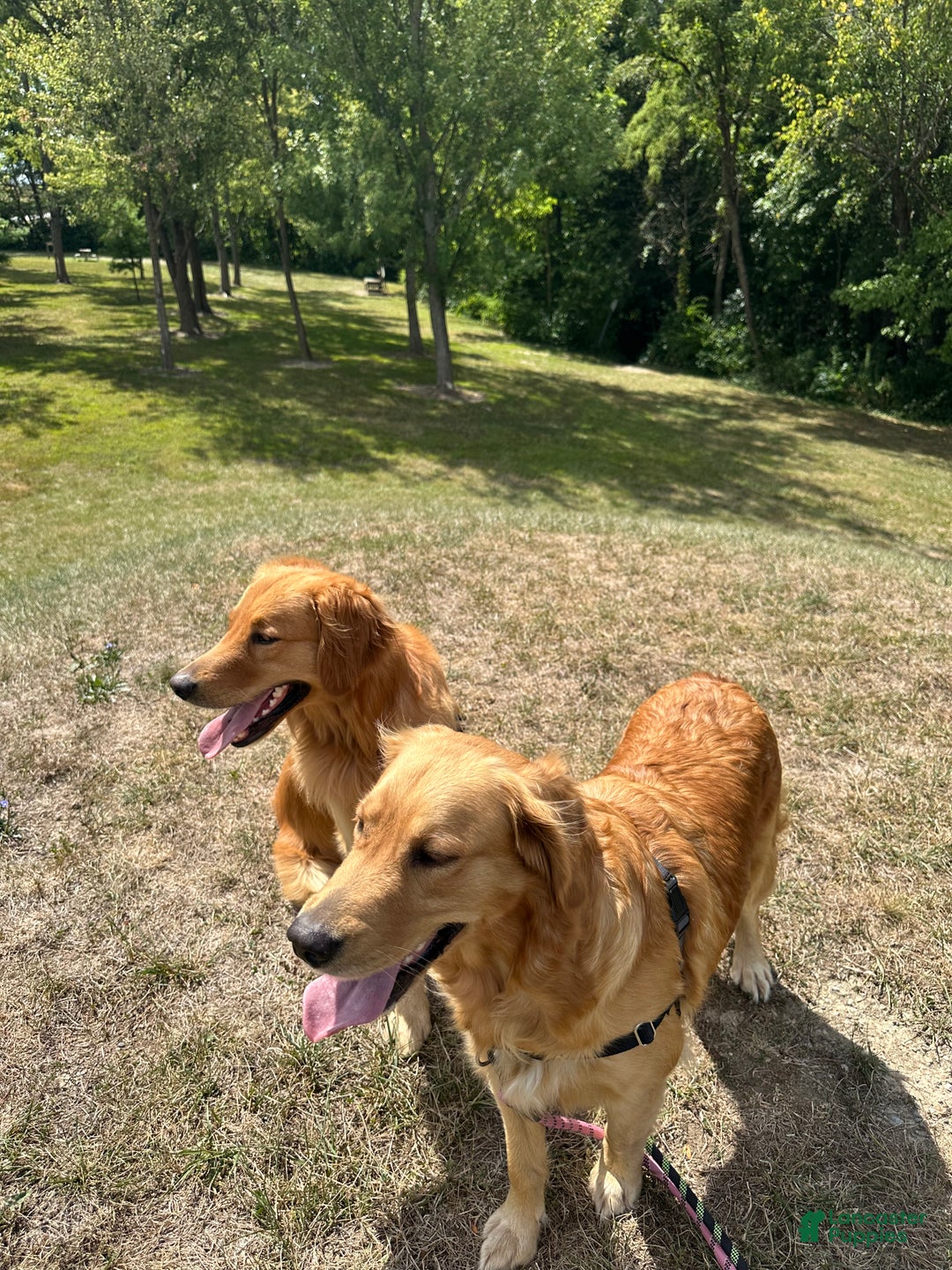 Golden Retriever dogs for sale: Golden Retriever Dark Pink Girl - Ad 35