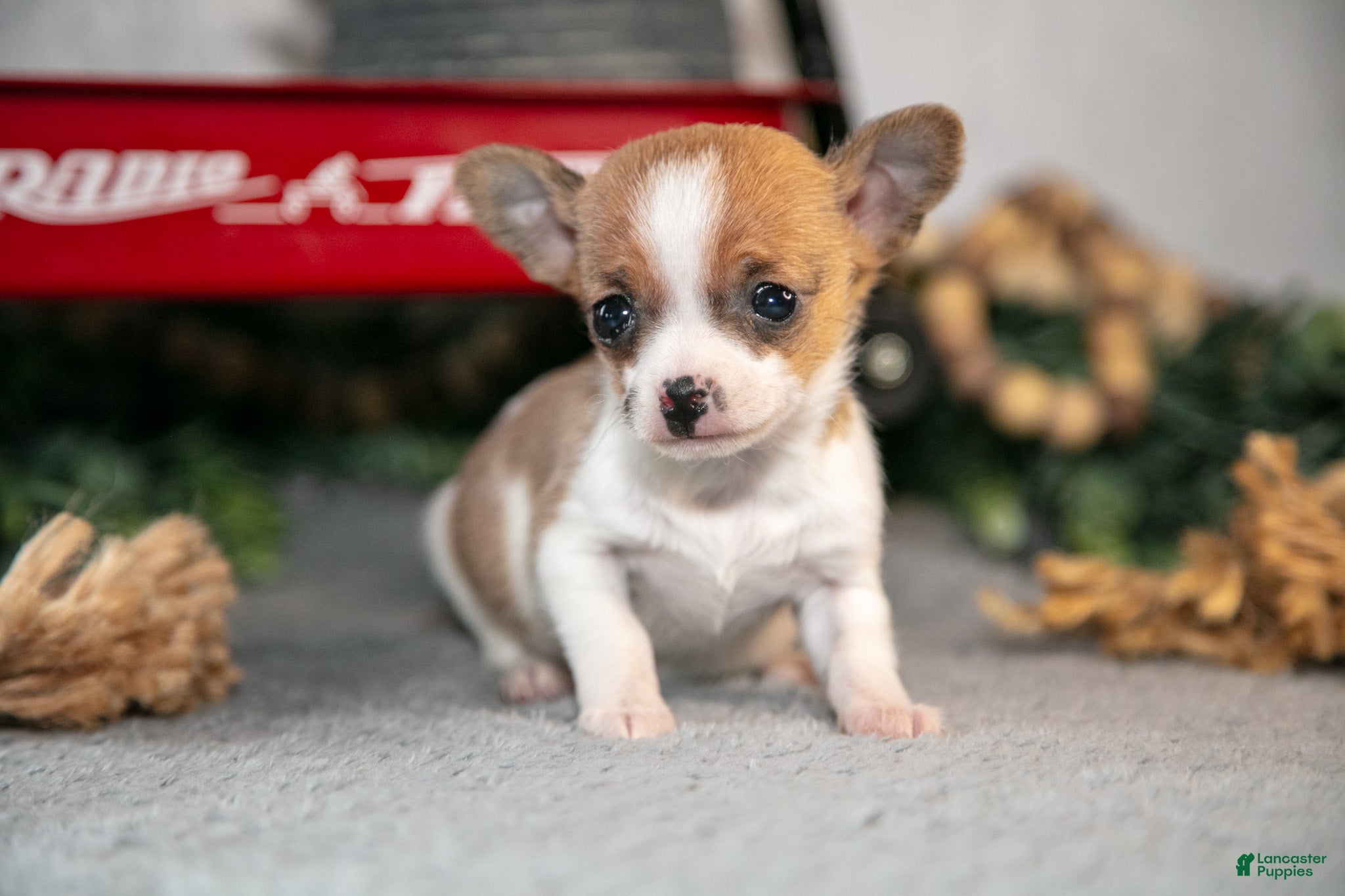 Chihuahua dogs Reeses - Ad 1