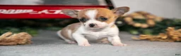 Chihuahua dogs for sale: Reeses - Ad 1