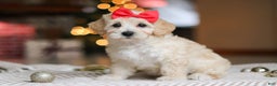 Maltipoo dogs for sale: Rosie - Ad 5