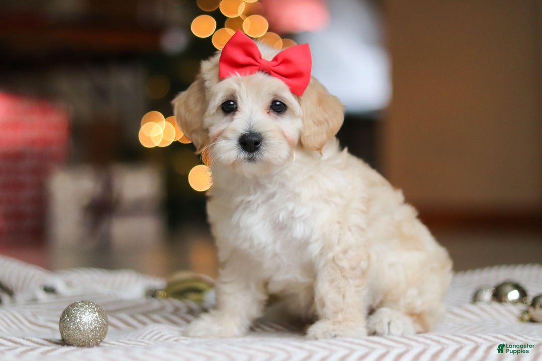 Maltipoo dogs for sale: Rosie - Ad 5