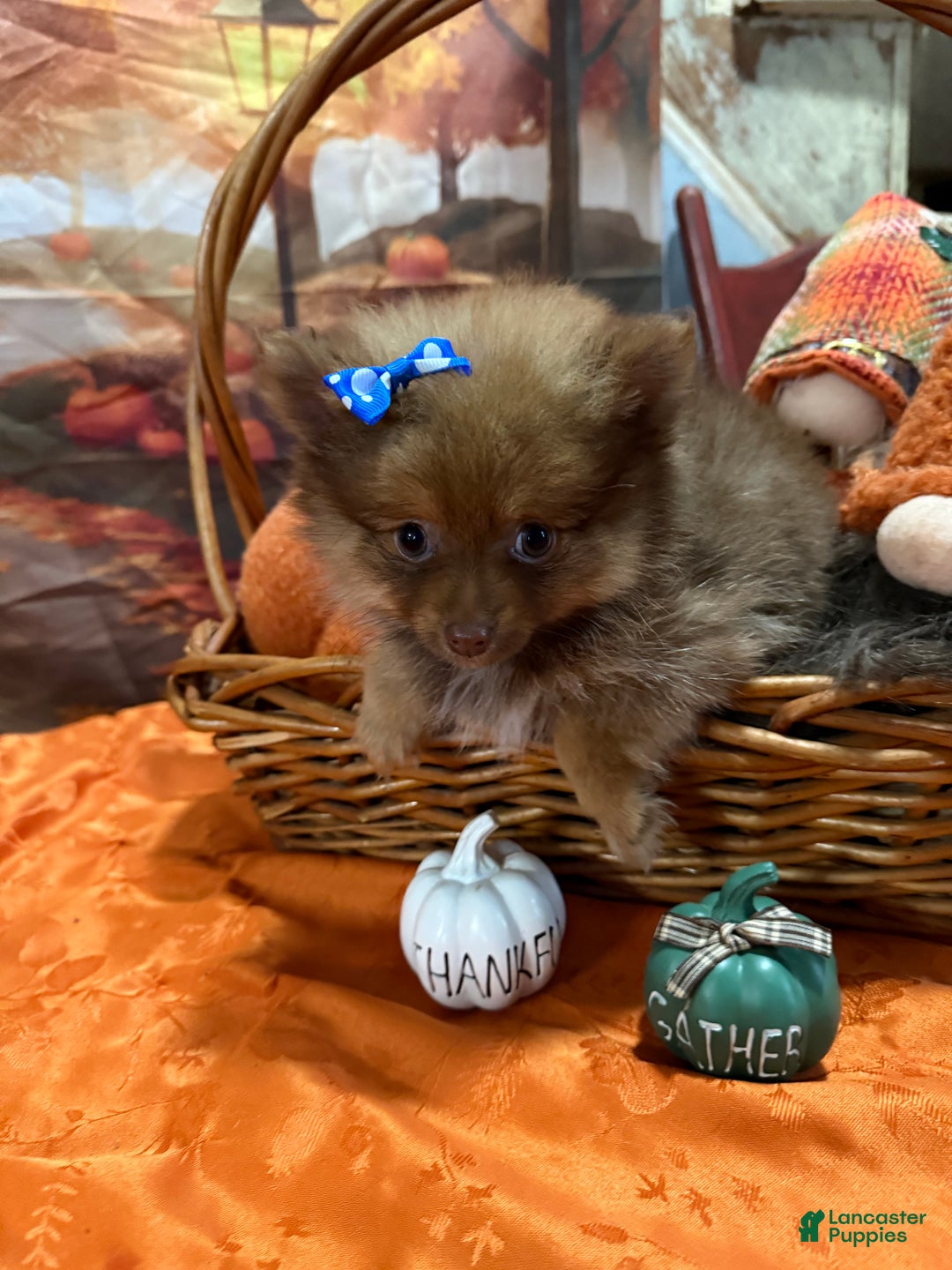 Pomeranian dogs for sale: Joy small - Ad 6