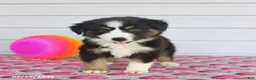 Miniature Australian Shepherd dogs for sale: Ava   - Ad 3