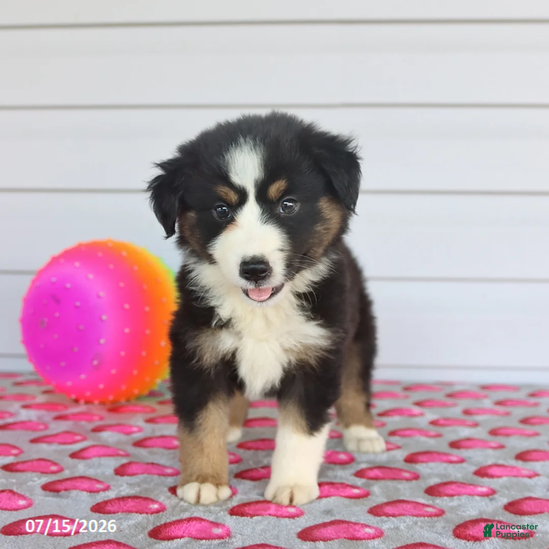 Miniature Australian Shepherd dogs for sale: Ava   - Ad 3