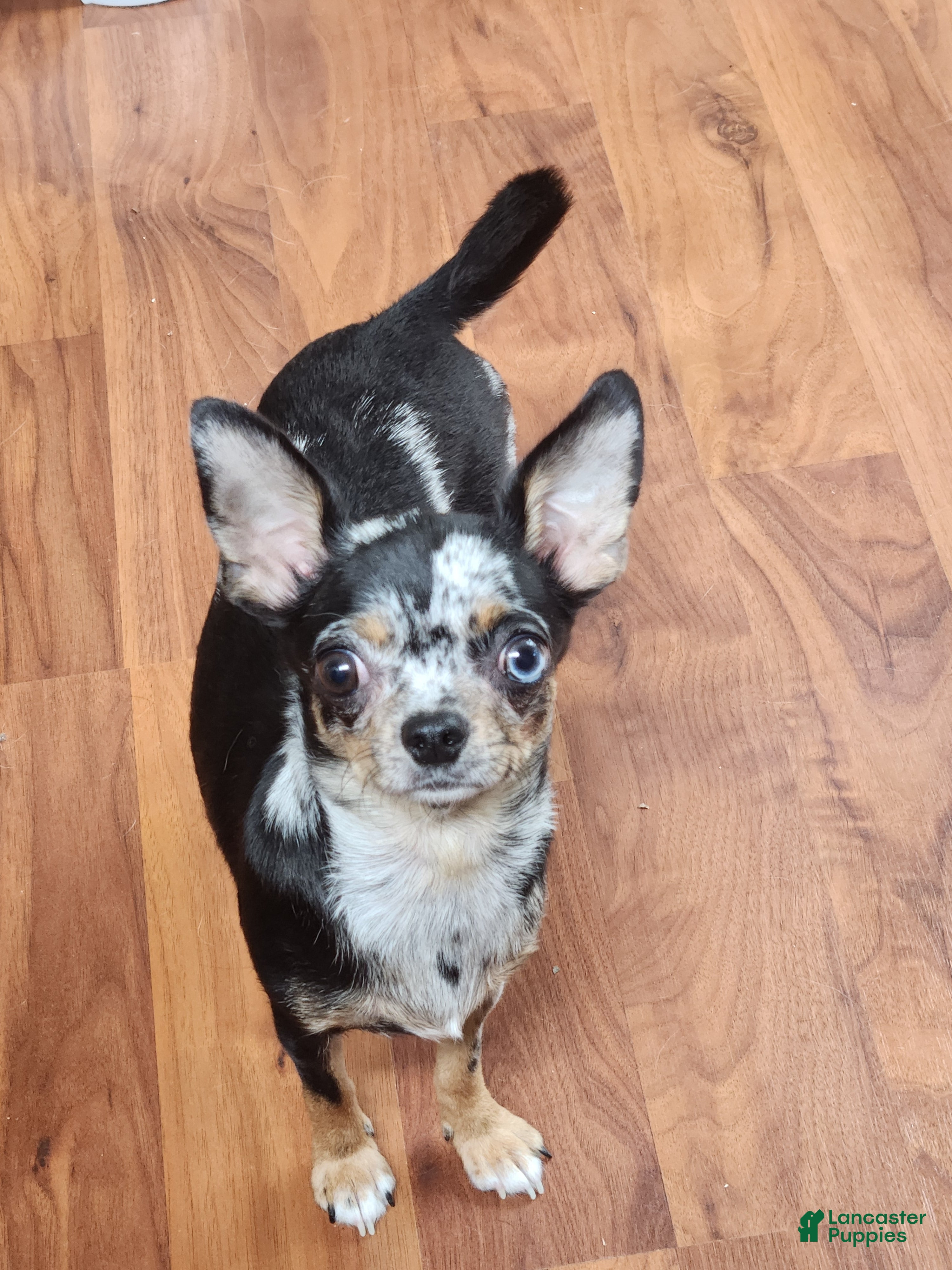 Chihuahua dogs Annabella  - Ad 22