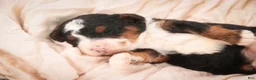 Bernedoodle dogs for sale: Ridge Miniature Bernedoodle  - Ad 11