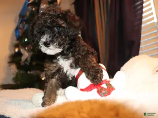 Mixed Breed dogs PJ - Ad 33