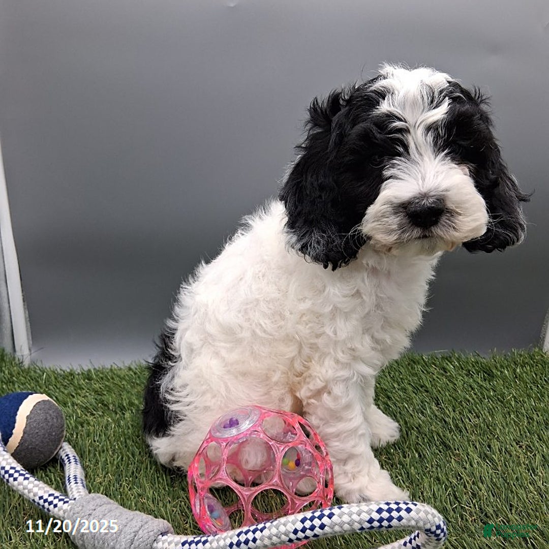 Cockapoo dogs for sale: Trevor - Ad 4