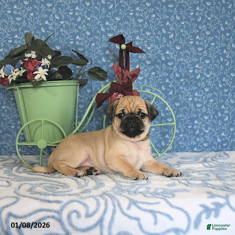 Pug dogs Landon - Ad 17