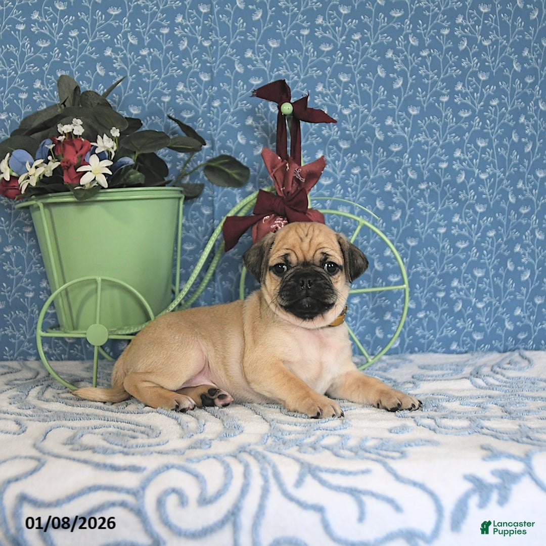 Pug dogs for sale: Landon - Ad 1