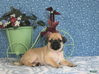 Pug dogs Landon - Ad 10