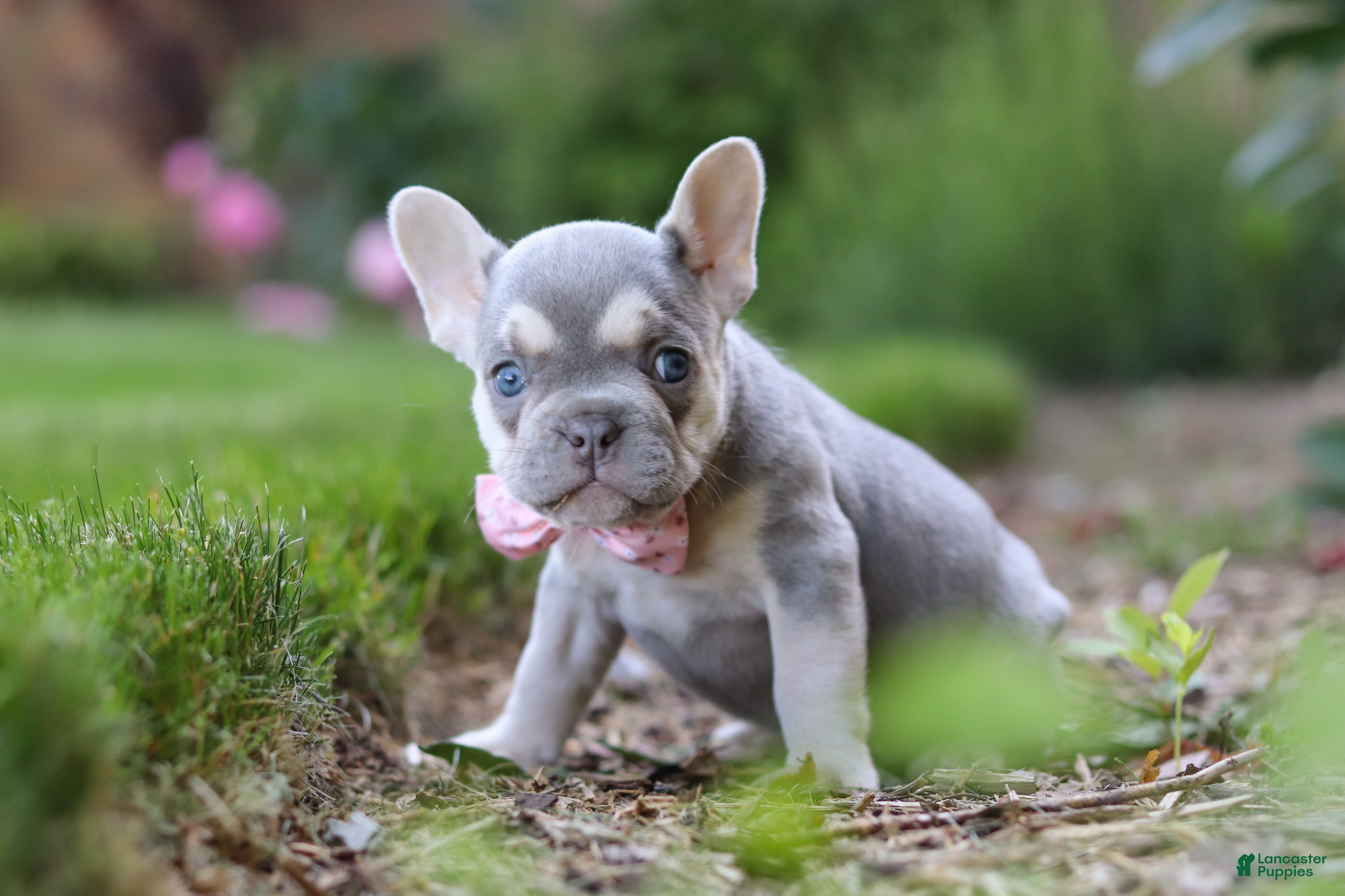 French Bulldog dogs Poppy - Ad 2