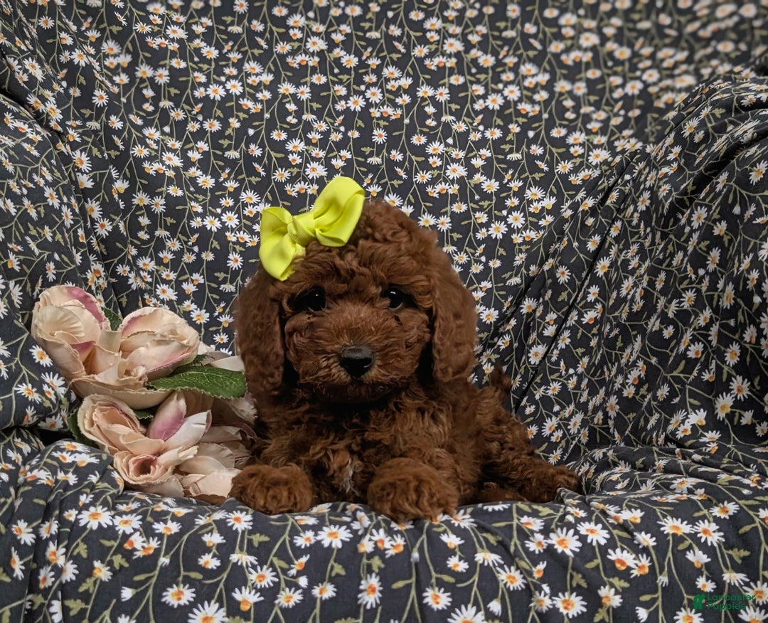 Miniature Poodle dogs for sale: Wanda - Ad 2