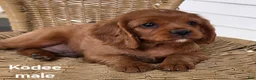 Cavapoo dogs for sale: KODEE - Ad 1