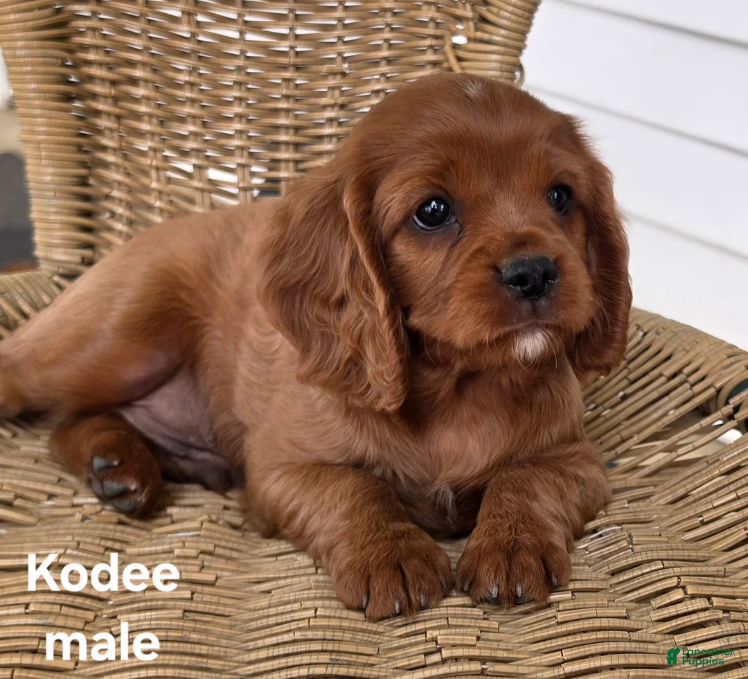Cavapoo dogs for sale: KODEE - Ad 1